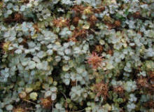BARCIKOWSKI szkółka roślin ozdobnych sykulenty byliny skalne trawy w pojemnikach
